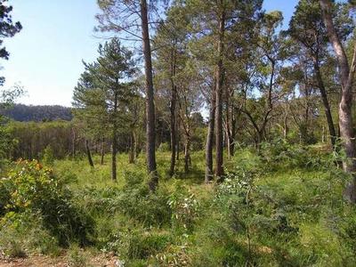 CALL OF THE WILD. Ref: 688 Picture