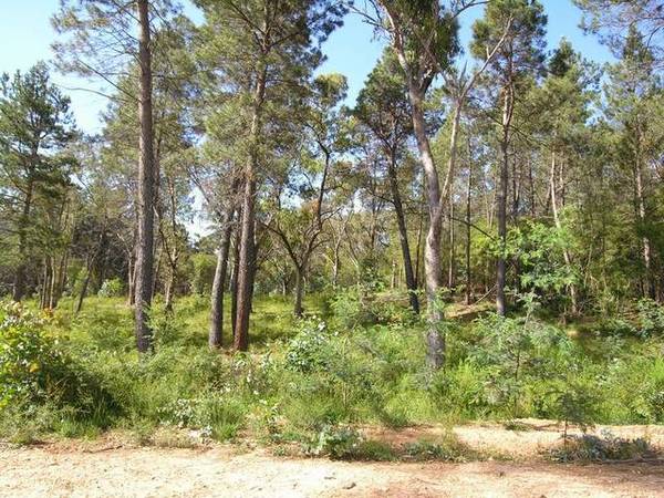 CALL OF THE WILD. Ref: 688 Picture 3