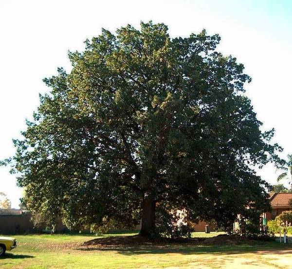 Fantastic Block Picture 2