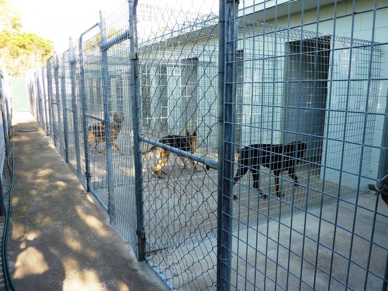 Boarding Kennels on 5 acres ( Pets Paradise ) Picture 2