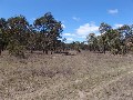 ATTRACTIVE GRAZING PROPERTY ON THE TABLELANDS Picture