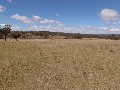ATTRACTIVE GRAZING PROPERTY ON THE TABLELANDS Picture