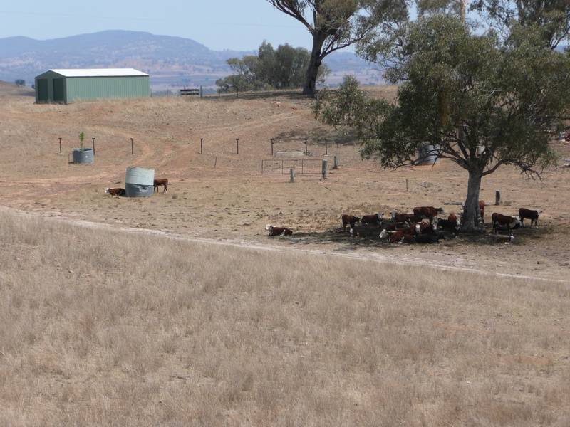 NICE OPEN BLOCK OF 43 HA'S CLOSE TO THE TOWN OF BARRABA Picture 3