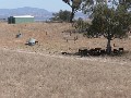NICE OPEN BLOCK OF 43 HA'S CLOSE TO THE TOWN OF BARRABA Picture