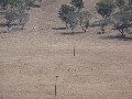 NICE OPEN BLOCK OF 43 HA'S CLOSE TO THE TOWN OF BARRABA Picture