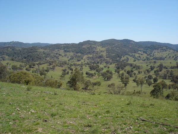 Larger Scale Grazing in Tamworth District Picture 3