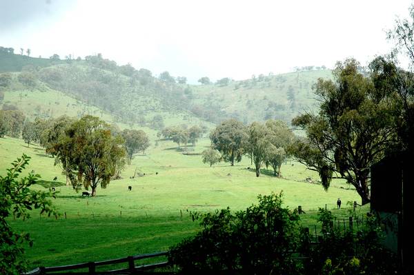 Larger Scale Grazing in Tamworth District Picture 1