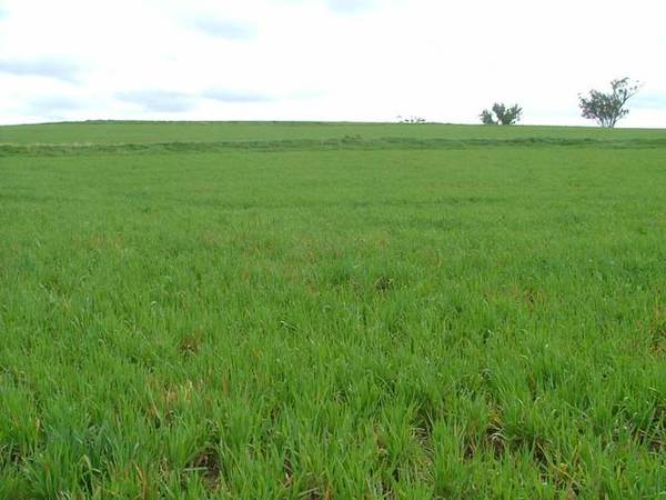 Beautiful Country - 625 Hectares Picture