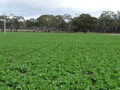 POTENTIAL PLUS Picture