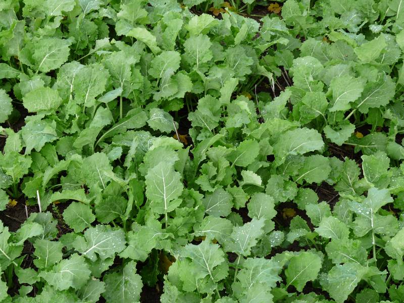 POTENTIAL PLUS Picture 3