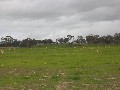 Lot 2 -VERSATILE CROPPING AND GRAZING LAND Picture