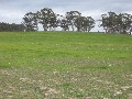 Lot 2 -VERSATILE CROPPING AND GRAZING LAND Picture