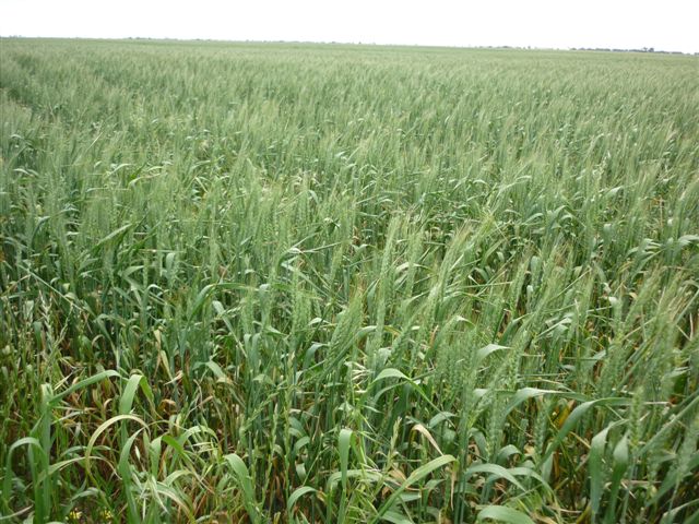 Versatile Donald / Cope Cope Farming Land Picture 3