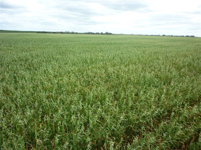 Versatile Donald / Cope Cope Farming Land Picture 2