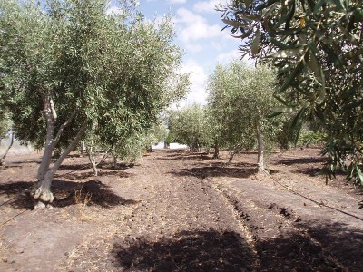 Open Space, 15 Acres Picture