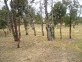 Exclusive Invermay Acreage - Town Water Picture