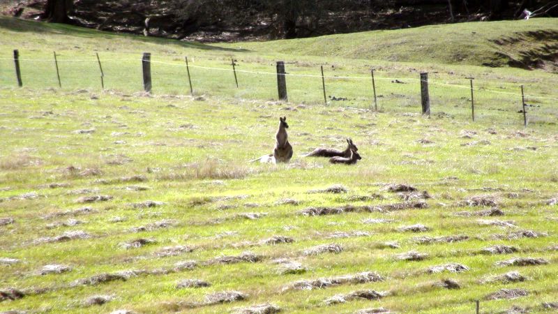 Amazing 10 Acres with Stunning Views just 3 Minutes from Bakery Hill! Picture 2