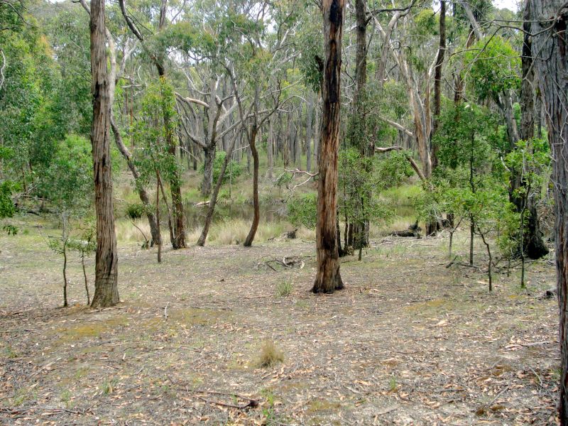 Natural Oasis - 40 Acres Picture 3