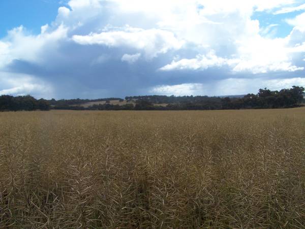 Awesome dreamscape rural setting Picture 3