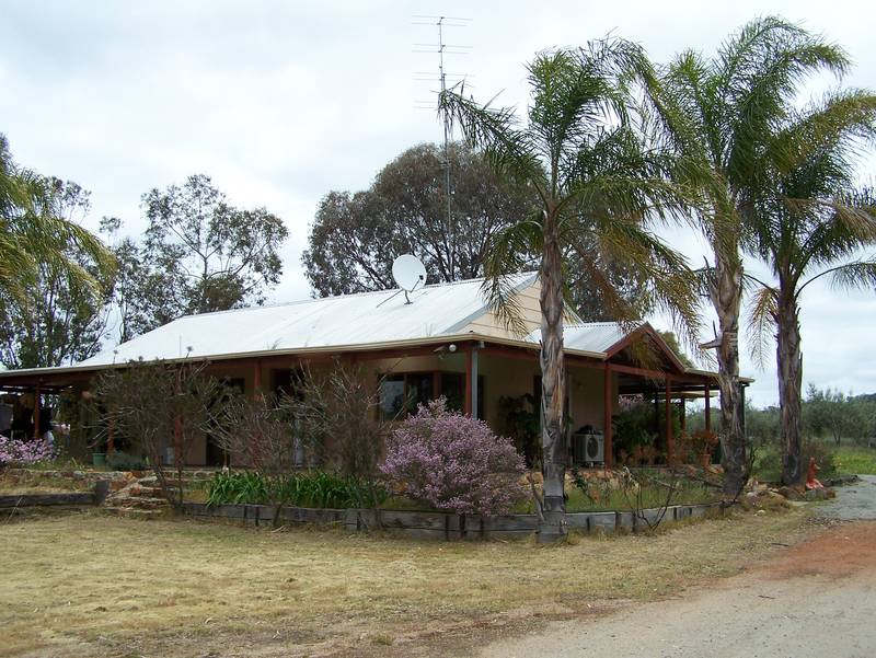 Olive Oil Lives Here !!! Picture 2