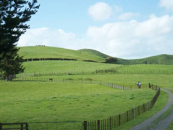 MAGNIFICENT RUN-OFF-OVERLOOKING THE HAURAKI PLAINS AND BEYOND Picture 2