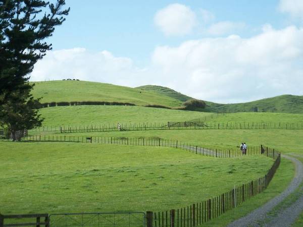 MAGNIFICENT RUN OFF - OVERLOOKING THE HAURAKI PLAINS Picture 3