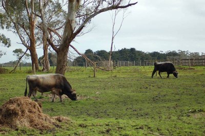 Awsome Acres Picture