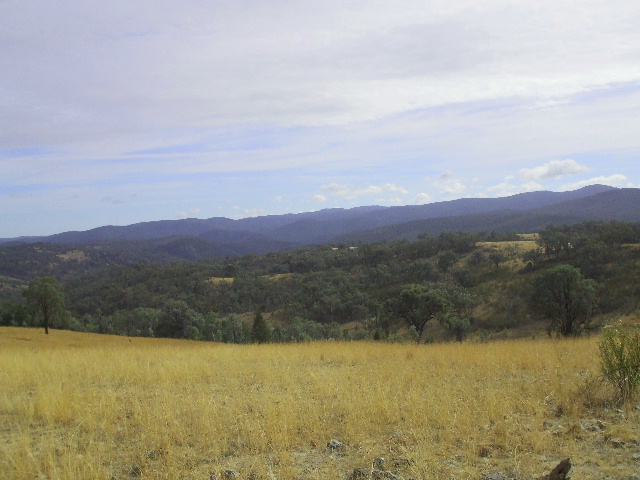 'Yellowbank' Picture 1