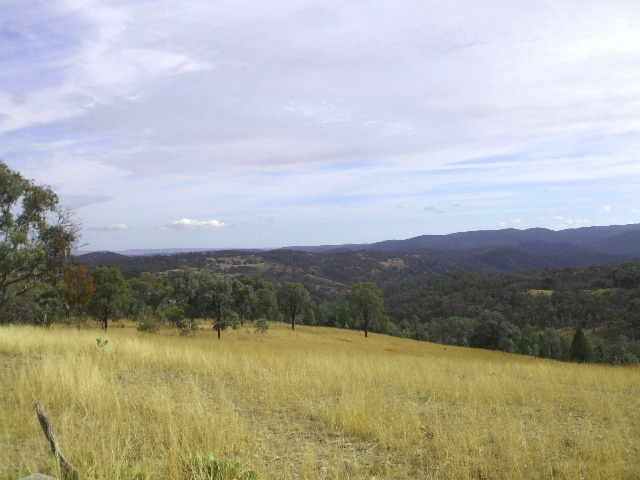 'Yellowbank' Picture 2
