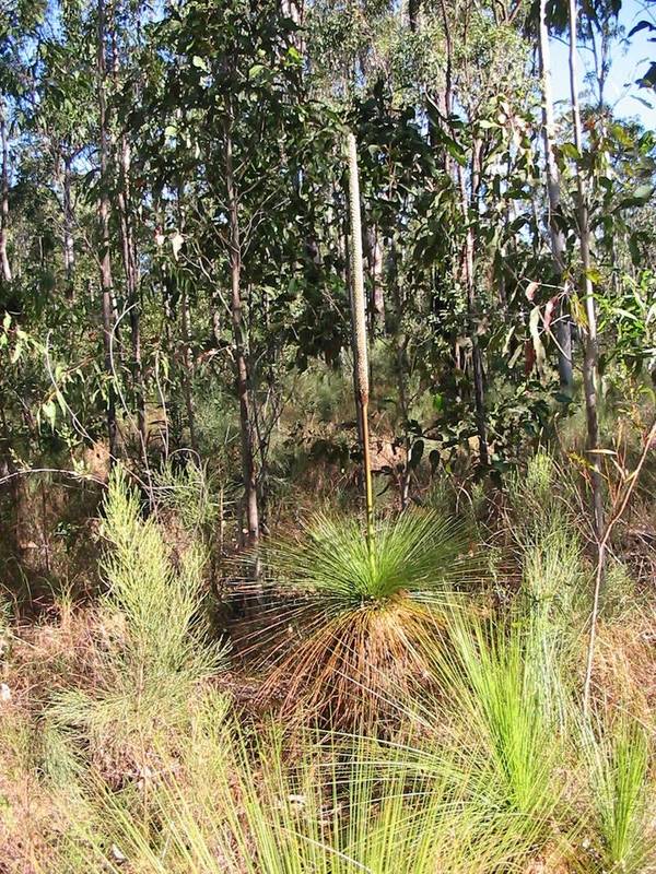 Mountain Beauty Picture 2