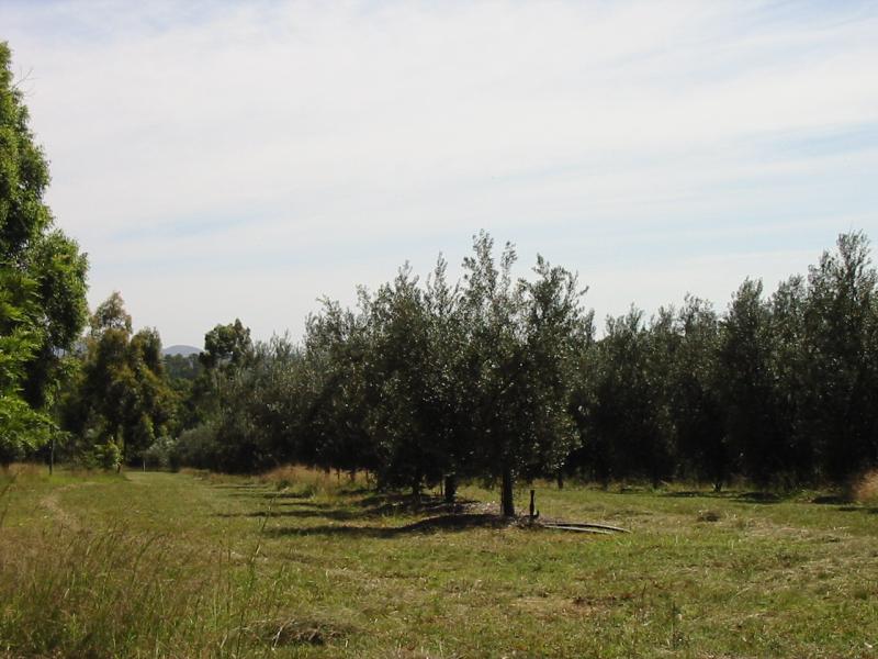 Riverfront Olive Farm - Ewingar Picture 3