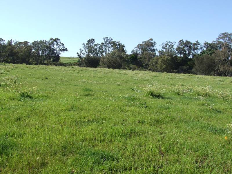 SWAN
RIVER FRONTAGE Picture 2