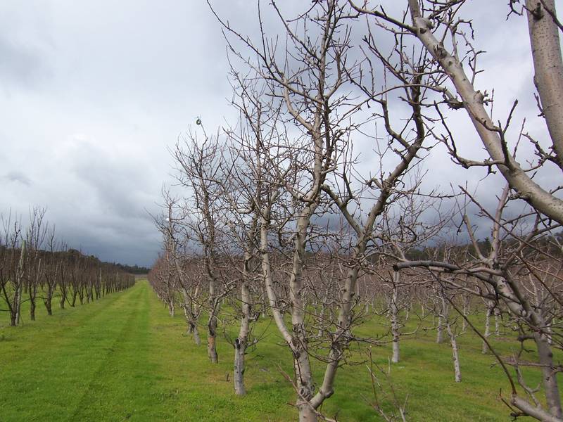 LIFESTYLE PROPERTY WITH INCOME Picture 2