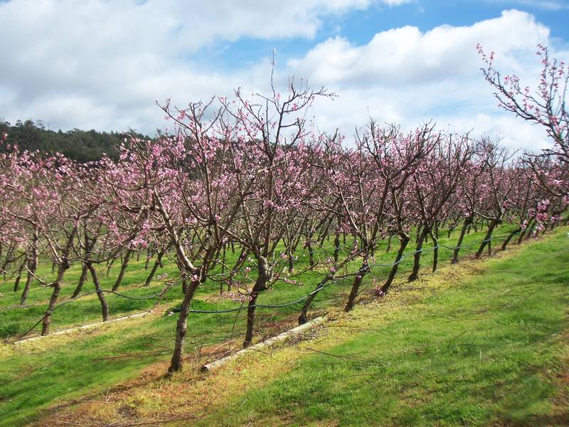 LIFESTYLE PROPERTY WITH INCOME Picture 3