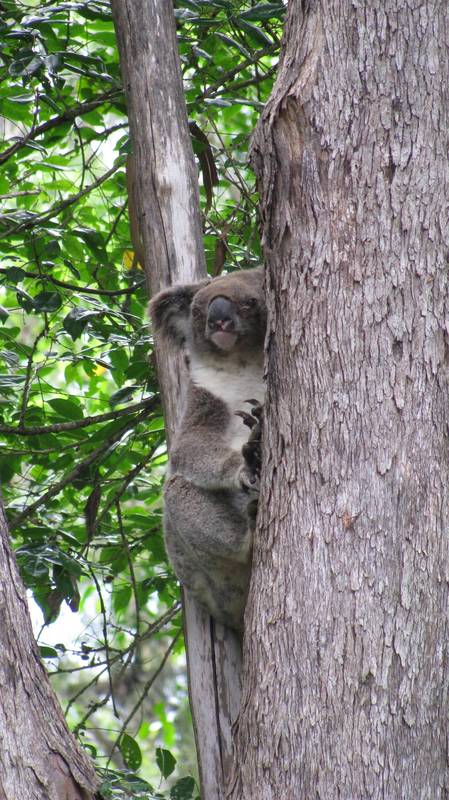 Koala Country! Picture 2