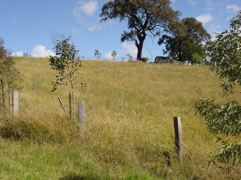 KING OF THE HILL Picture 2