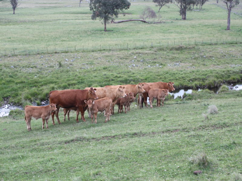 See The Cattle Grow Picture 2