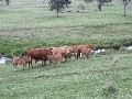 See The Cattle Grow Picture See The Cattle Grow Picture