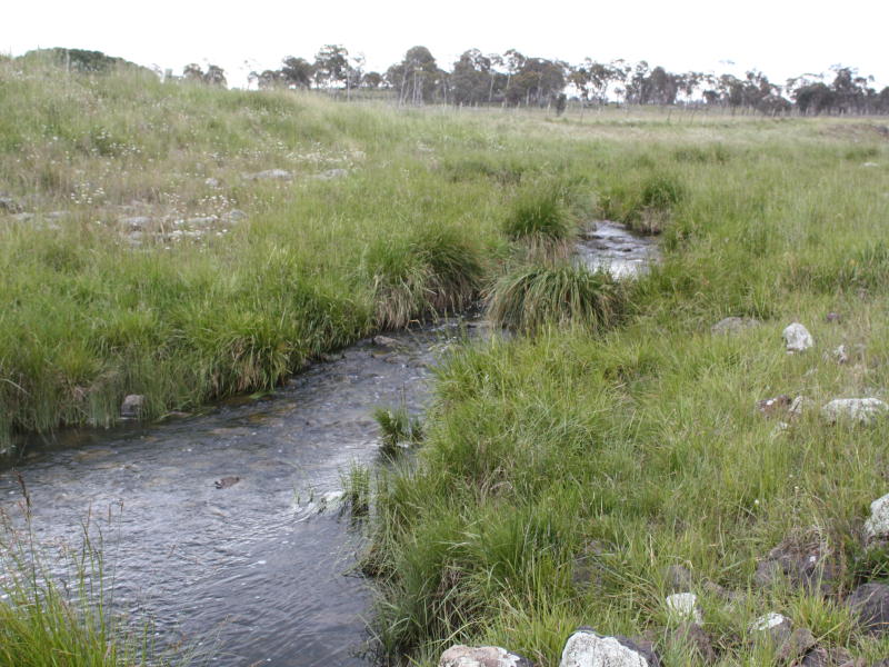 See The Cattle Grow Picture 1