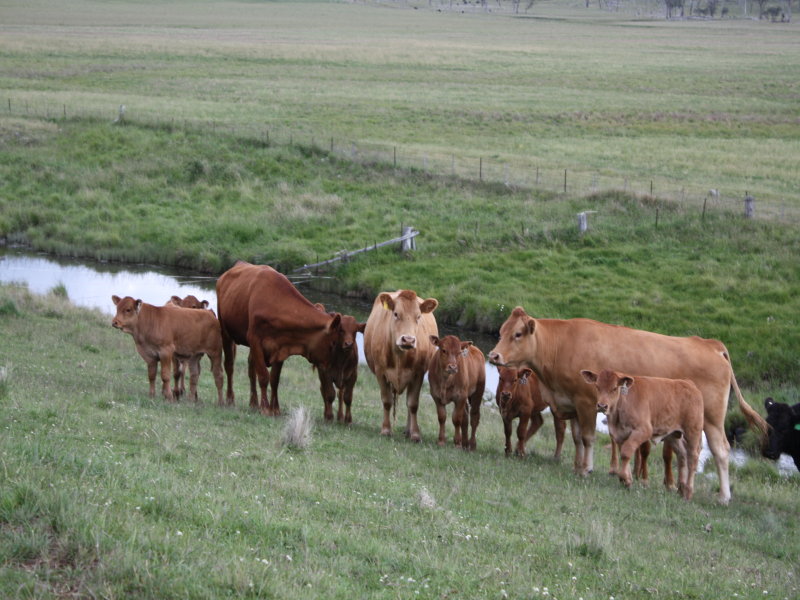 See The Cattle Grow Picture 3