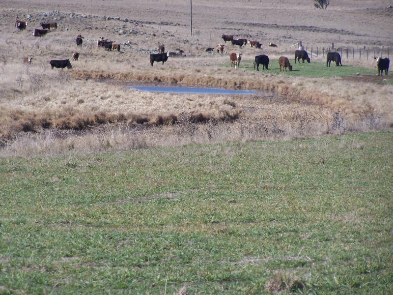 Uralla Fattening Block Picture 1