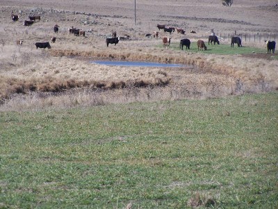 Uralla Fattening Block Picture Uralla Fattening Block Picture