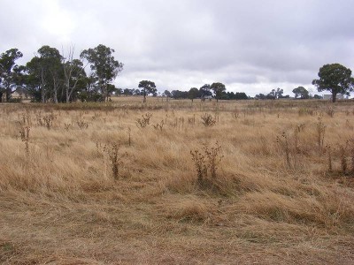 LIfestyle Block Picture