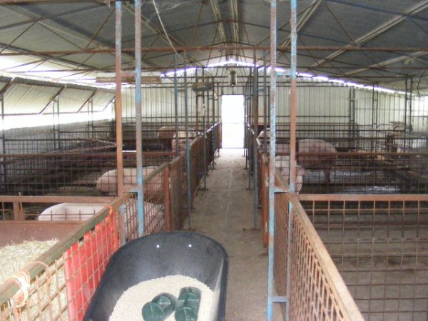 Bring Home the Bacon Picture 3