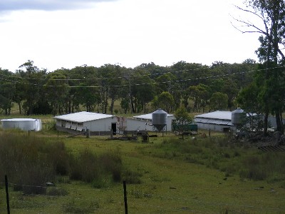 Bring Home the Bacon Picture