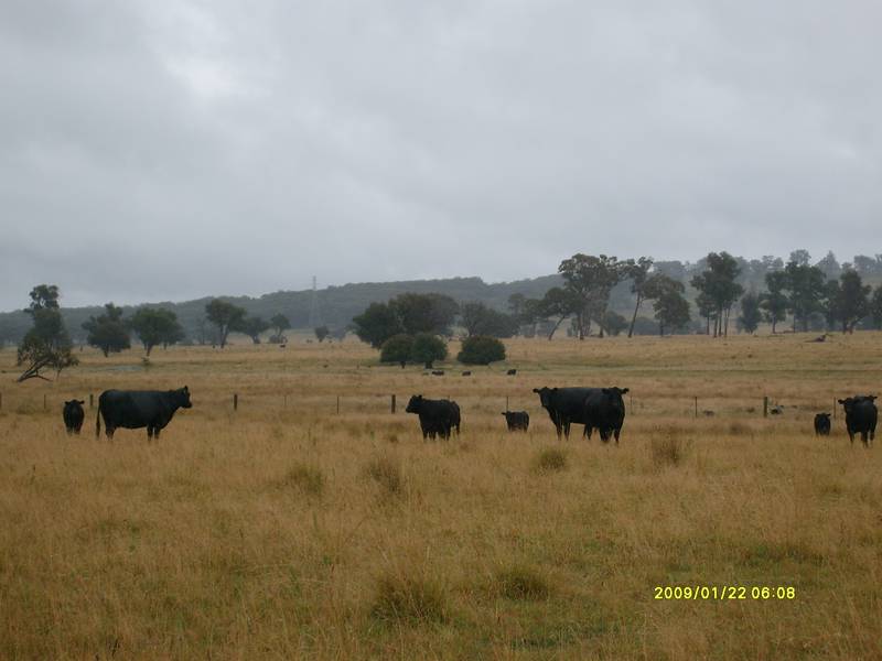 Reluctant to Sell Picture 1