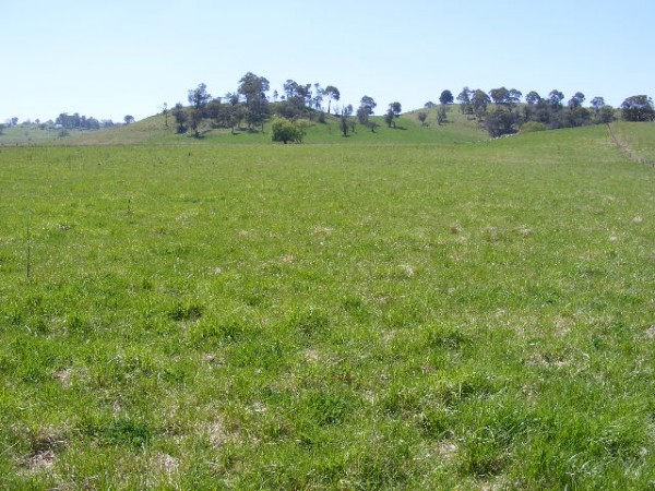 Best Grazing on the Edge of Guyra Picture 1