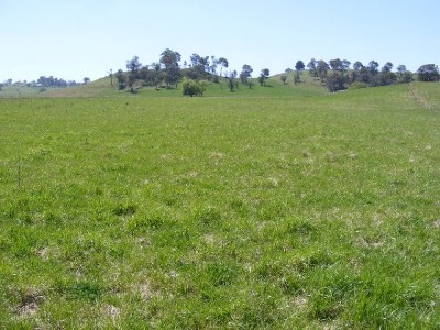 Best Grazing on the Edge of Guyra Picture