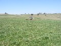 Best Grazing on the Edge of Guyra Picture