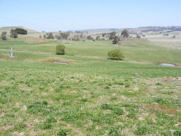 Best Grazing on the Edge of Guyra Picture 3
